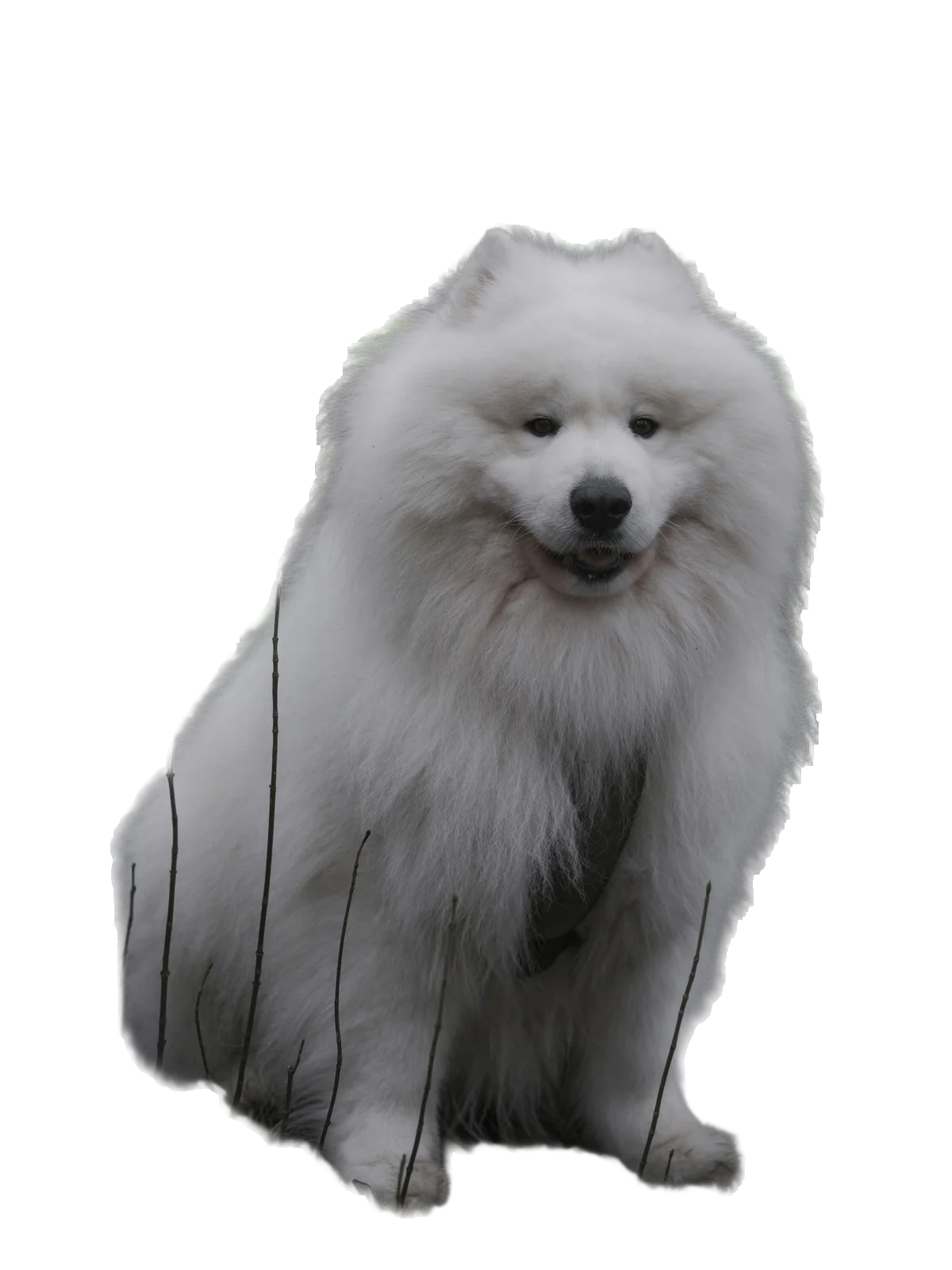 The same dog cut out by LassoCut at full size, fur included, forest removed