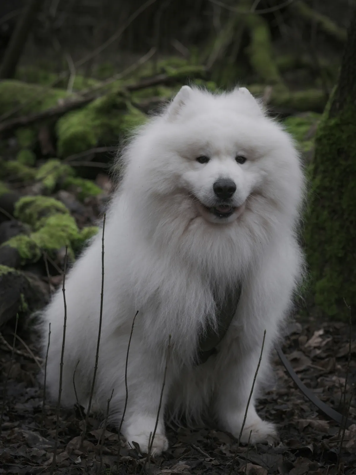 A white Samoyed dog with thick fur in a mossy forest