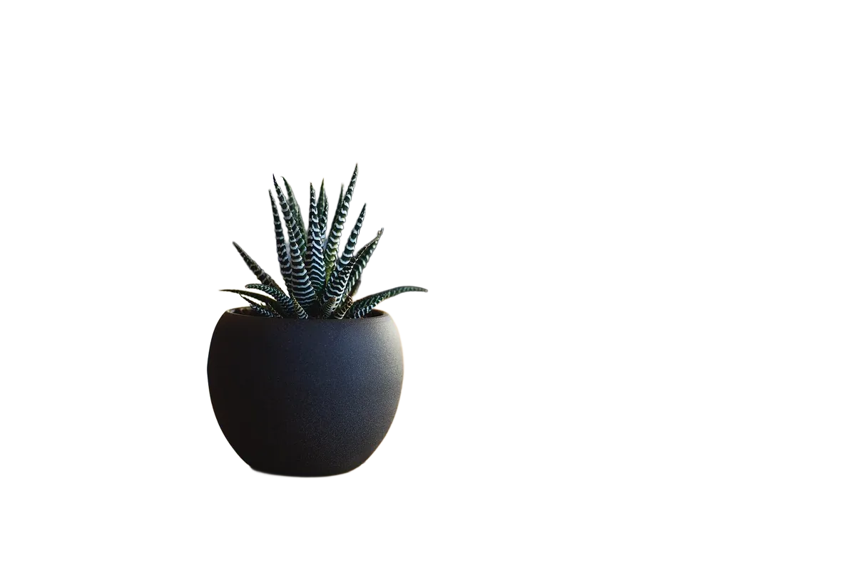 The front succulent and its pot cut out by LassoCut; the table, the office and the blurred plant behind are removed