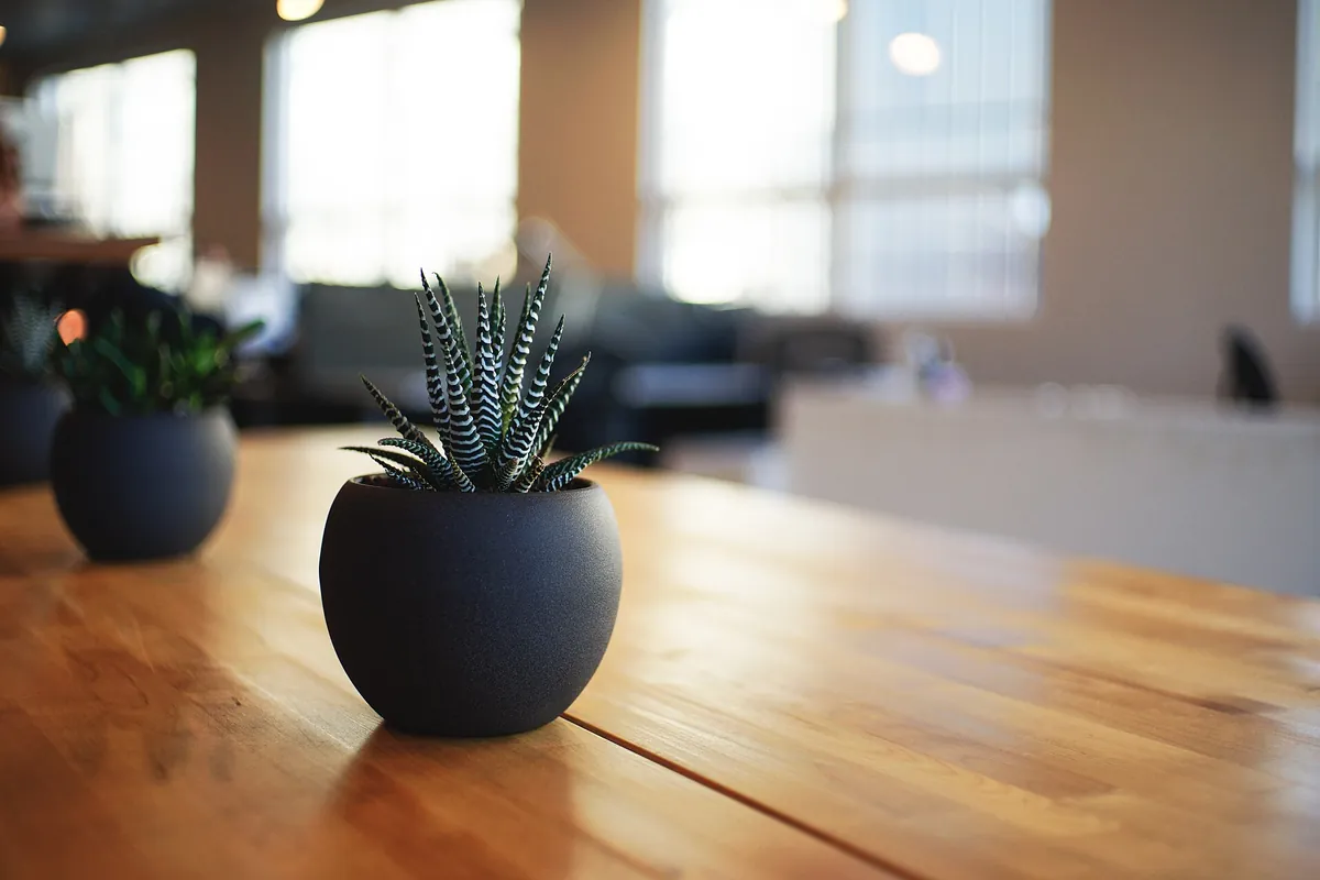 A zebra-striped succulent in a round dark grey pot on a wooden table, with a blurred office and a second potted plant behind