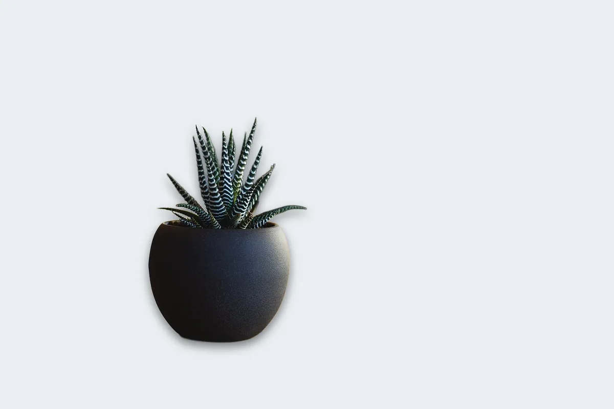 The same succulent cut out by LassoCut and put on a light grey-blue background with a soft drop shadow